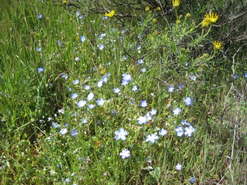Mt. Diablo Wildflowers