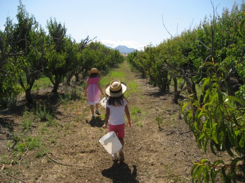 Apricot Orchard with Mt. Diablo