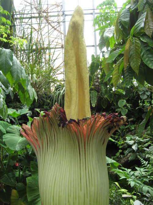 Trudy the Corpse Flower