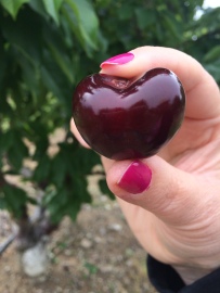 Sweetheart Cherry - large, dark, sweet and delicious!